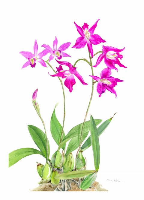 Laelia Orchid, botanical illustration by Susan Hillier