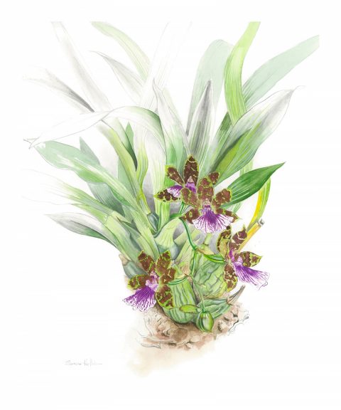 Zygopetalum Orchid, botanical illustration by Susan Hillier